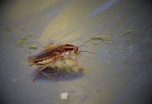 Image of cockroach